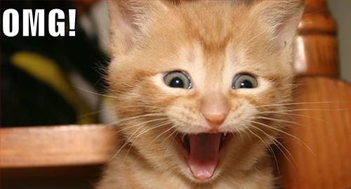 funny-pictures-kitten