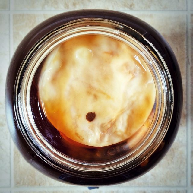 Marilyn the SCOBY